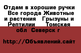 Отдам в хорошие ручки - Все города Животные и растения » Грызуны и Рептилии   . Томская обл.,Северск г.